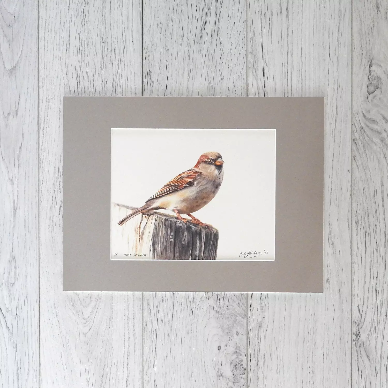House Sparrow Print